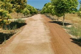 Caminos en Albat�rrec